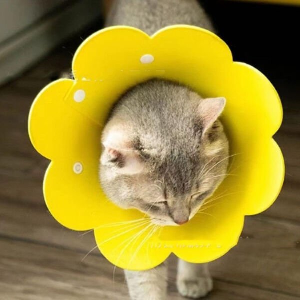 Evcil Hayvan M Boy Keçe Elizabeth Yakalığı