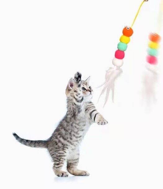 Elastik Yapışkanlı Kedi Oyun Oltası
